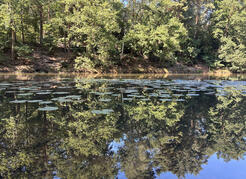 ab ins Wasser schwimmen im Silbersee